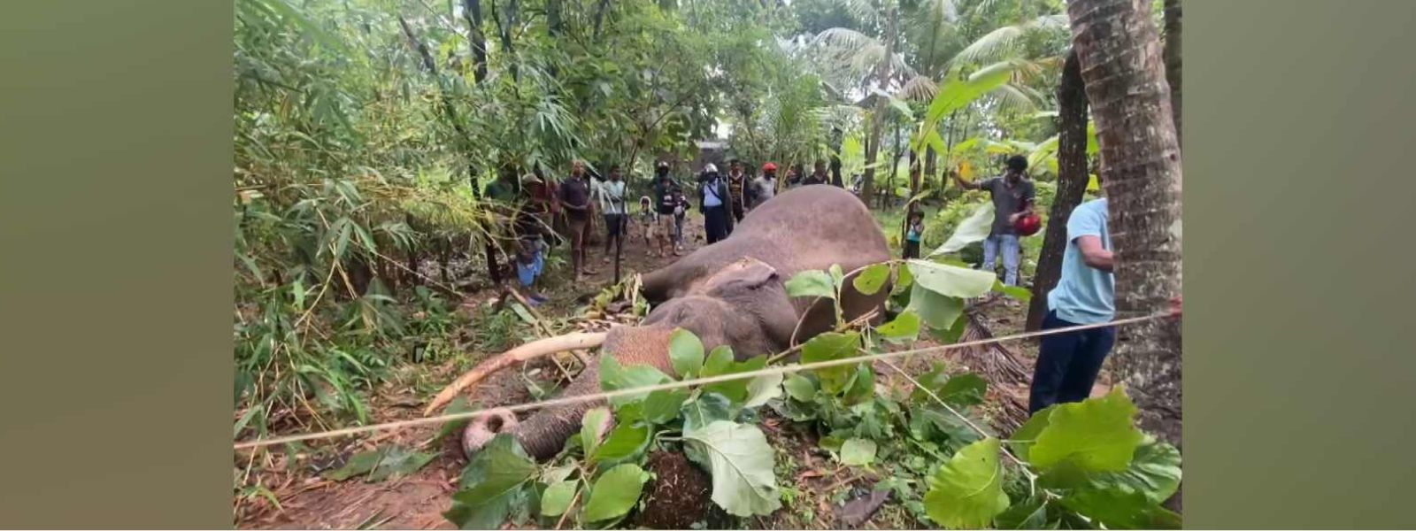 Tusker Dheeghadanthu (1) Dies